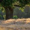 Baum und Wald